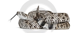 Western diamondback rattlesnake or Texas diamond-back in front of white