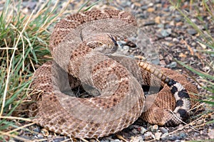 The western diamondback rattlesnake or Texas diamond-backCrotalus atrox is a venomous rattlesnake species in United