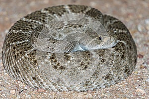 Western Diamondback Rattlesnake - Venomous Pit Viper Snake