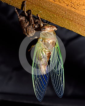 Western Dusk Singing Cicada -- Megatibicen resh photo