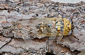 Western Dusk Singing Cicada Megatibicen resh directly above.