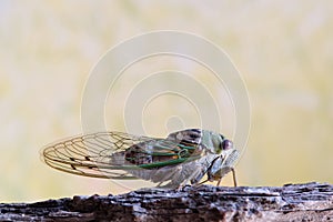Western Dusk Singing Cicada side view. photo
