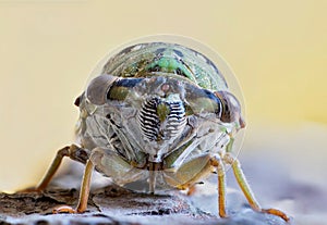 Western Dusk Singing Cicada front view extreme close up. photo