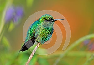 Western Emerald, Chlorostilbon melanorhynchus, hummingbird in the Colombia tropic forest, blue an green glossy bird in the nature