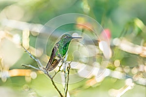 Western emerald (Chlorostilbon melanorhynchus) hummingbird. Minca, Sierra Nevada. Wildlife birdwatching in Colombia photo