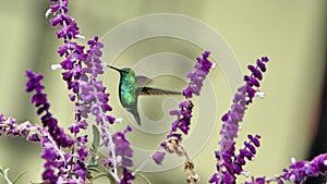 Western emerald hummingbird