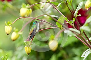Western emerald sitting on branch, hummingbird from tropical forest,Colombia,bird perching,tiny beautiful bird resting on flower