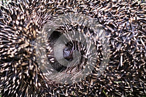 Western European Hedgehog Erinaceus curled up into a ball