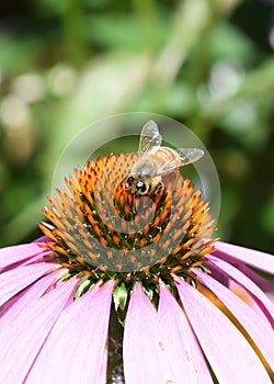 A Western or European Honey Bee, Apis mellifera, collecting nectar