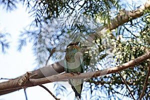 Western European Roller called Coracias garrulous garrulous