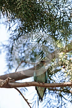 Western European Roller called Coracias garrulous garrulous