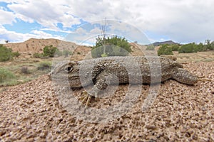 Western fence lizard on adobe wall