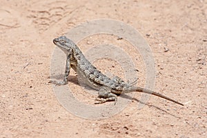 Western Fence Lizard at Laguna Coast Wilderness Park, Laguna Beach, California