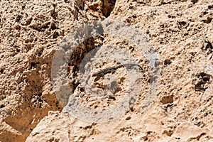 Western fence lizard near the rim of the Meteor Crater