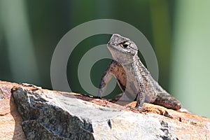 Western Fence Lizard on a Rock