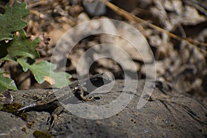 Western fence lizard on a rock