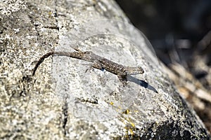 Western fence lizard on a rock.