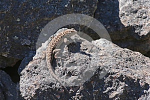 Western Fence Lizard (Sceloporus occidentalis)