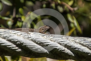 Western Fence Lizard - Sceloporus occidentalis, crawling on rope of suspension bridge
