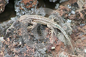 Sagebrush Lizard (Sceloporus graciosus) photo