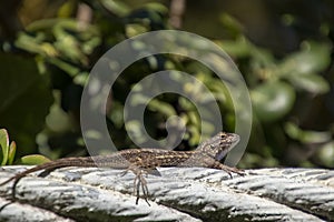 Western Fence Lizard - Sceloporus occidentalis resting on rope of suspension bridge, located in southern California