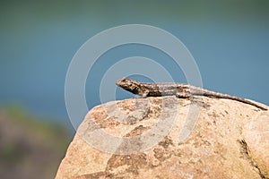 Western Fence Lizard Sceloporus occidentalis sitting on a smooth rock, Stebbins Cold Canyon, Napa Valley, California photo