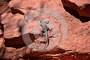 Western fence lizard Sceloporus occidentalis which belongs in the order Squamata snakes and lizards and the suborder Iguania b