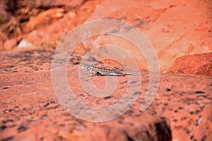 Western fence lizard Sceloporus occidentalis which belongs in the order Squamata snakes and lizards and the suborder Iguania b