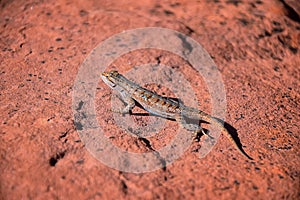 Western fence lizard Sceloporus occidentalis which belongs in the order Squamata snakes and lizards and the suborder Iguania b