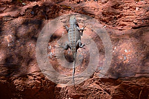 Western fence lizard Sceloporus occidentalis which belongs in the order Squamata snakes and lizards and the suborder Iguania b