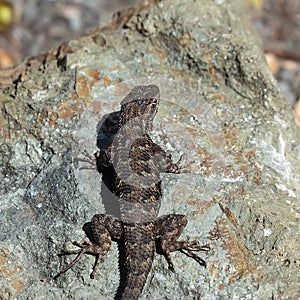 Western Fence Lizard sitting on the rock