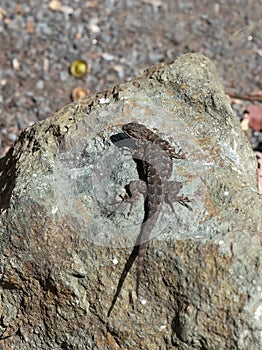 Western Fence Lizard sitting on the rock