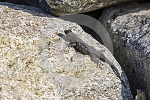 Western fence lizard sunning on a rock along the beach. in California
