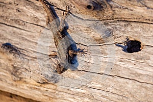 western fence lizzard clinging to the side of a large peice of driftwood