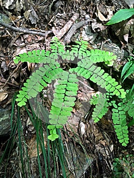 Western five-fingered fern Adiantum aleuticum photo