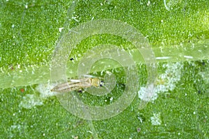 The western flower thrips Frankliniella occidentalis and damage caused by it pest on the bean leaf