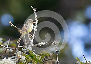 Western flycatcher 