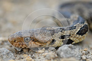 Western Fox Snake