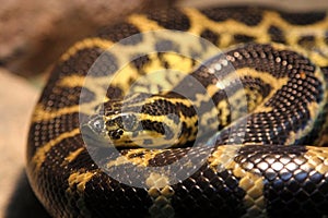 Western foxsnake