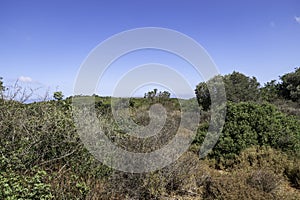 Western Galilee Mount Carmel. Summer season. Dry grass and eternally green trees. Israel