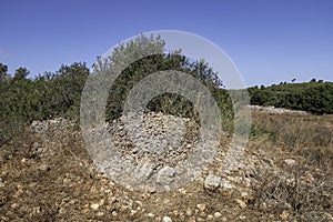 Western Galilee Mount Carmel. Summer season. Dry grass and eternally green trees. Israel