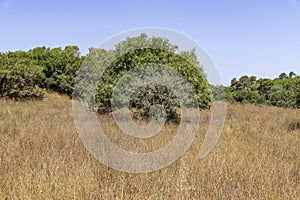 Western Galilee Mount Carmel. Summer season. Dry grass and eternally green trees. Israel