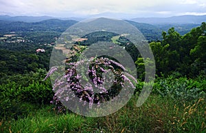 Western ghats Valley and wild flowers