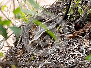 Western Girdled Lizard, Zonosaurus laticaudatus, moves through the leaves on the ground. Madagascar