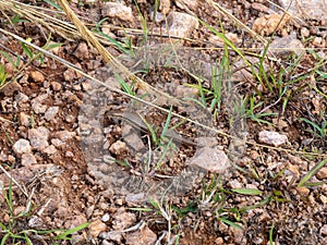 Western Girdled Lizard, Zonosaurus laticaudatus, moves through the leaves on the ground. Madagascar
