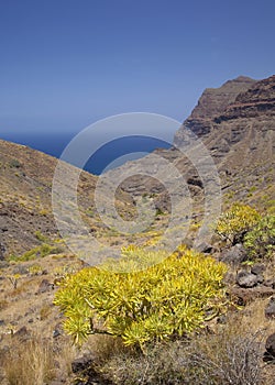 Western Gran Canaria, May photo