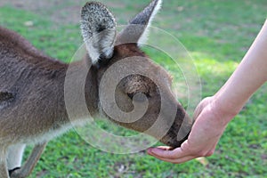 Western Gray Kangaroo eating from hand