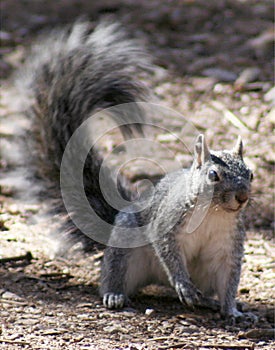 Western Gray Squirrel photo