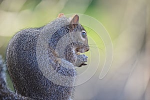 Western gray squirrel  or California gray squirrel eating a peanut