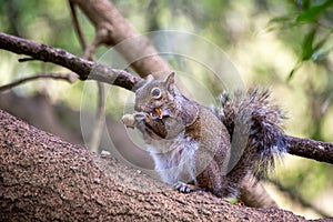 Western Gray Squirrel (Sciurus griseus).Western Gray Squirrel (Sciurus griseus) Outdoors